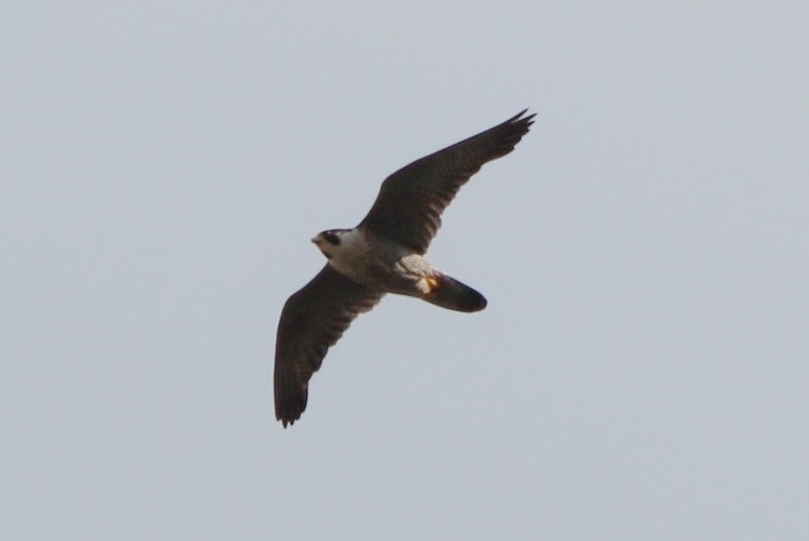 Peregrine Falcon - Bly Bylsma