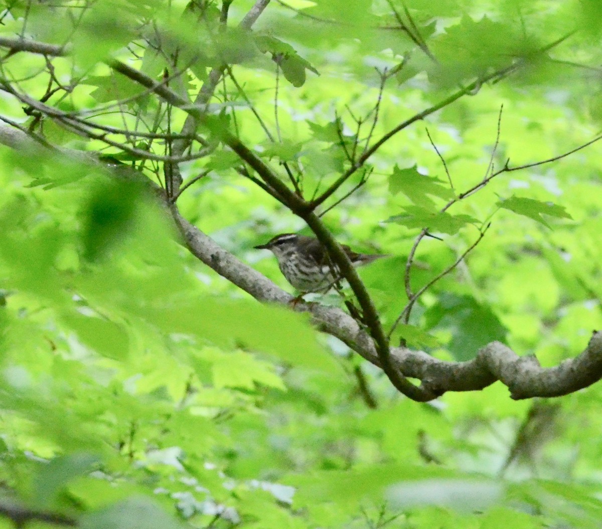 Louisiana Waterthrush - ML160594401