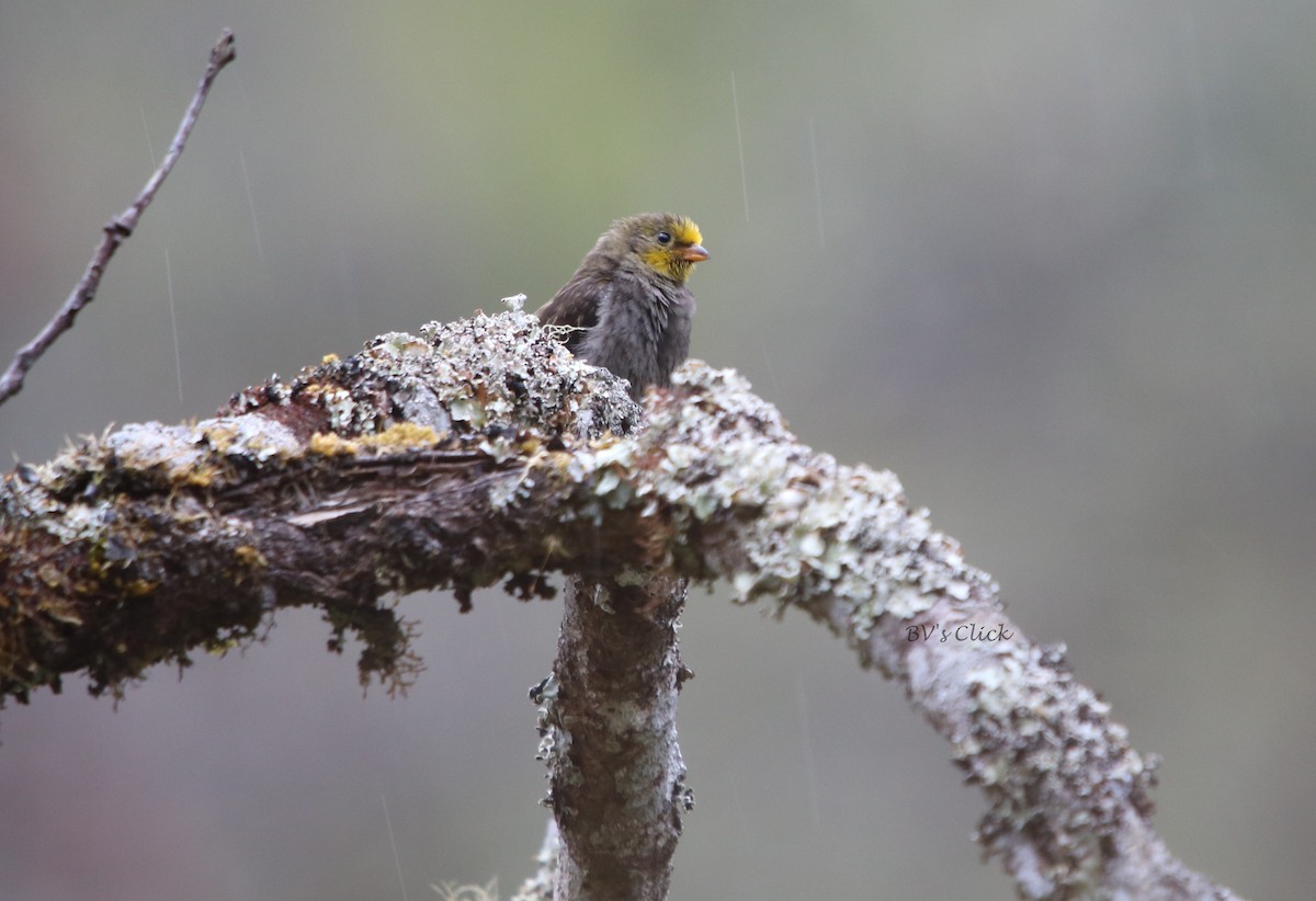 Yellow-rumped Honeyguide - Bhaarat Vyas