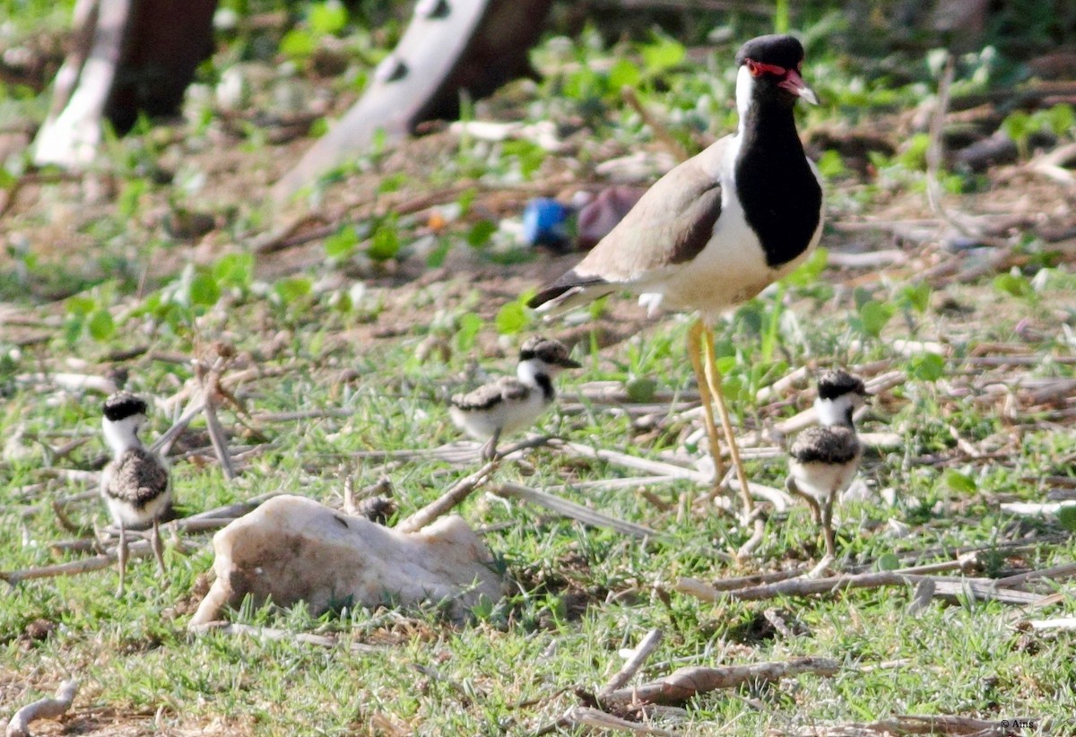 Red-wattled Lapwing - Ains Priestman