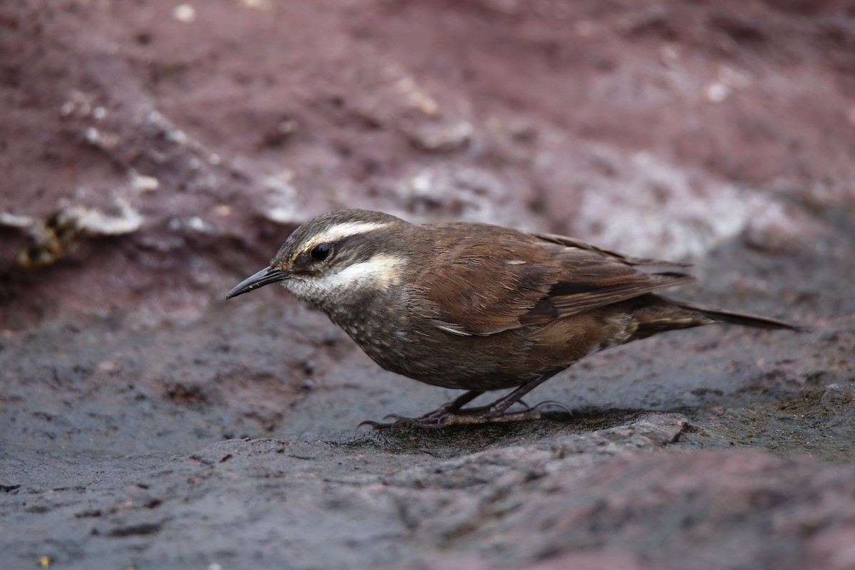 Gray-flanked Cinclodes - Juan Figueroa Castillo