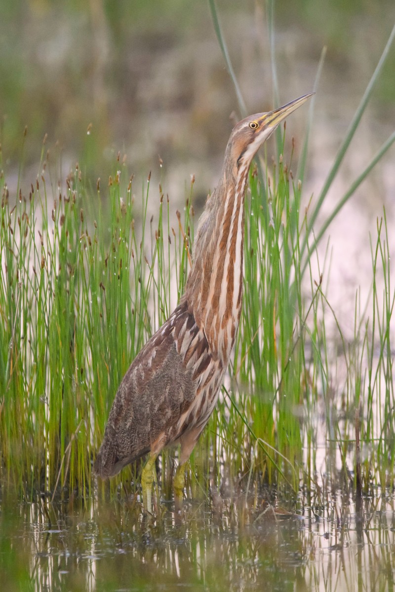 American Bittern - ML160594731