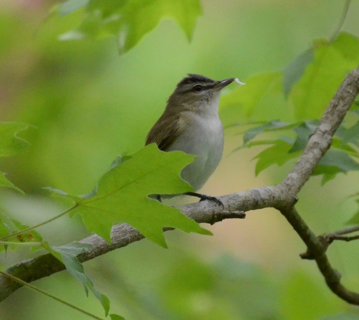 Red-eyed Vireo - ML160595061