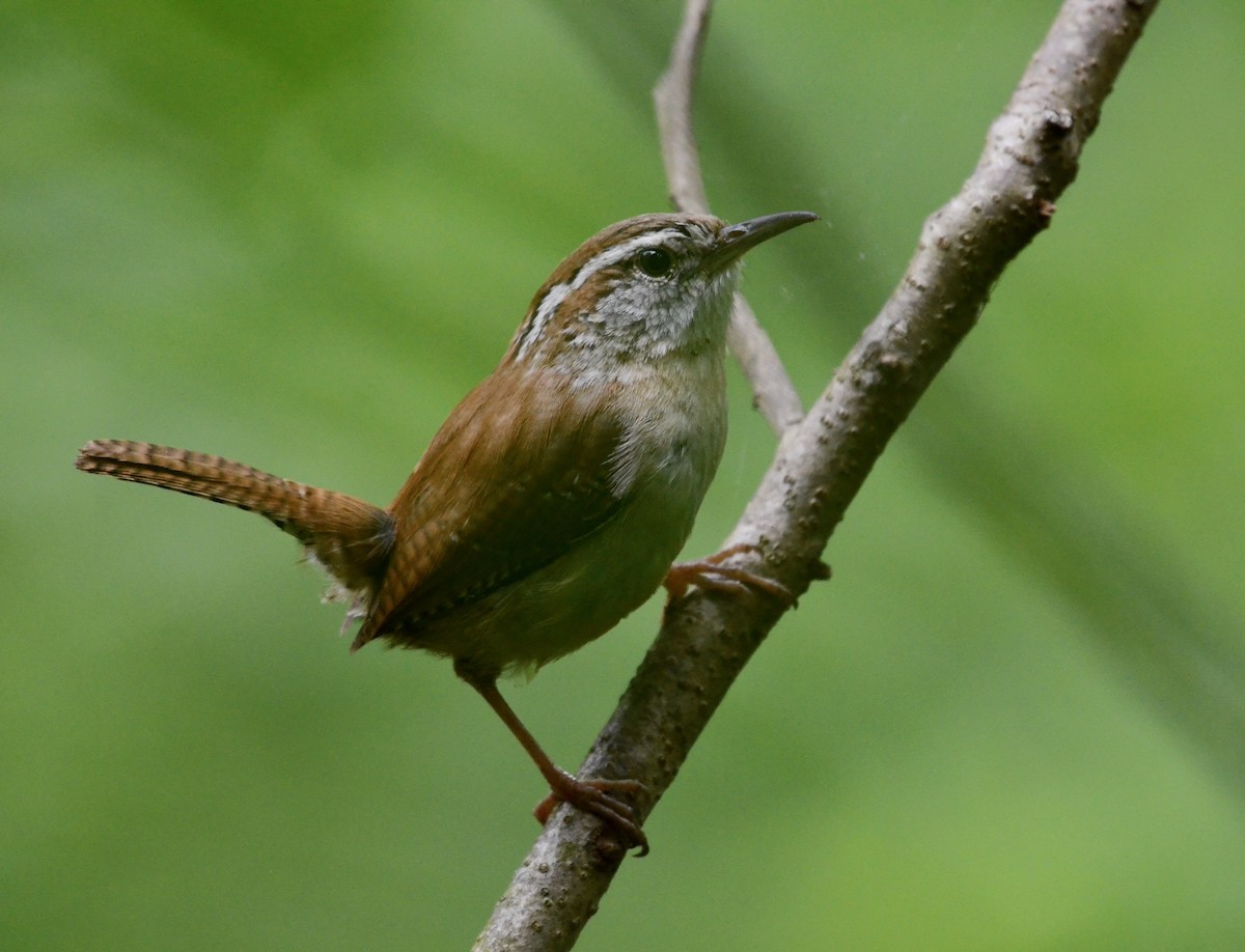 Carolina Wren - ML160595301