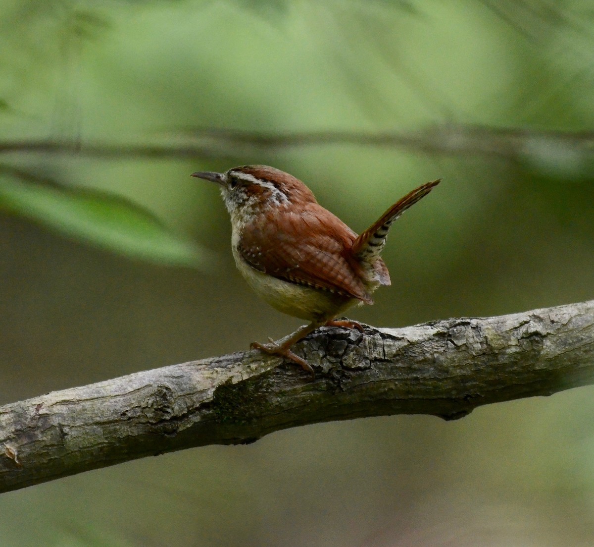 Carolina Wren - ML160595341