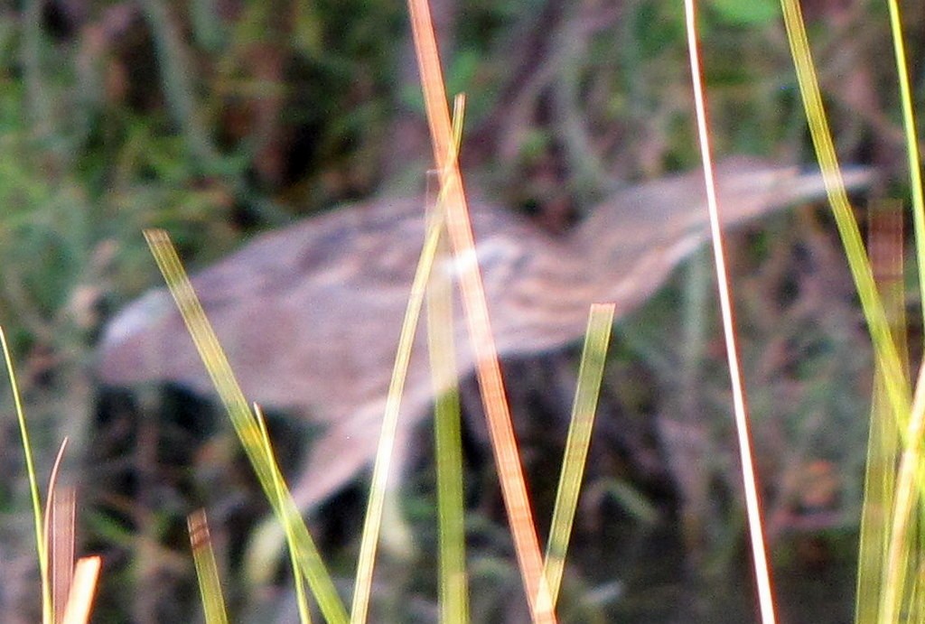 American Bittern - ML160595751