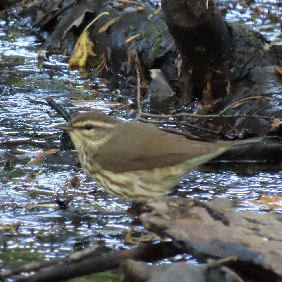 Northern Waterthrush - ML160596161