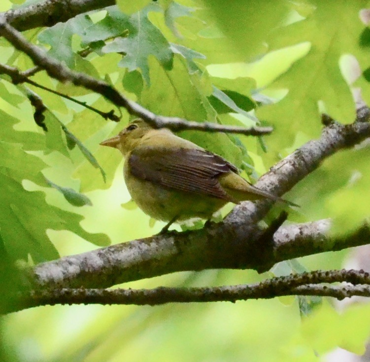 Scarlet Tanager - ML160596311