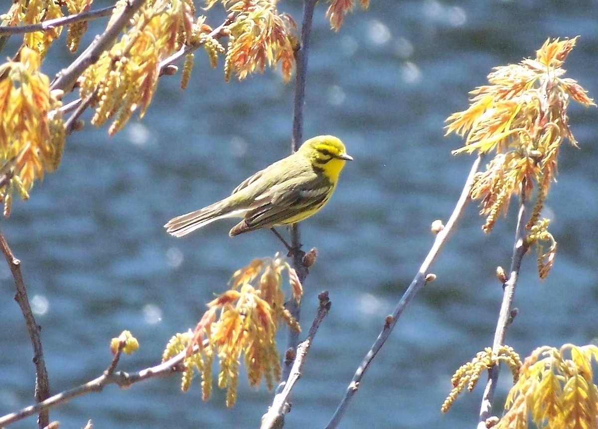 Prairie Warbler - Bob Bryant