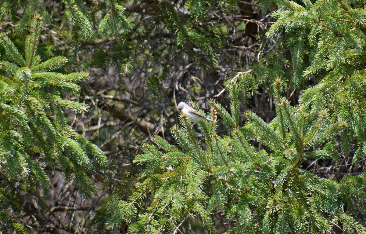 Ruby-crowned Kinglet - Robert Allie