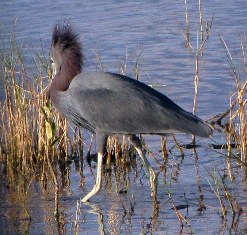 Little Blue Heron - ML160597511