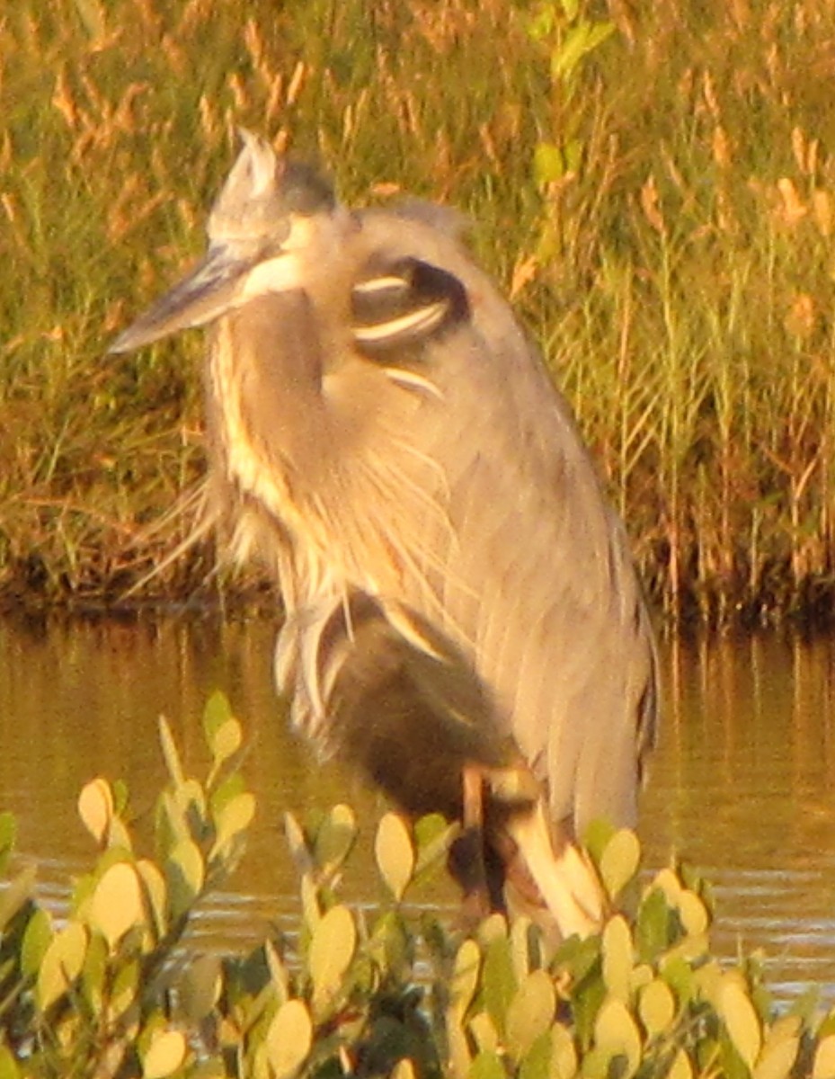 Great Blue Heron - ML160598151