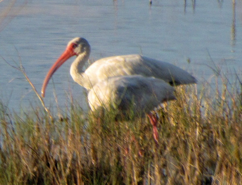 ibis bílý - ML160598721