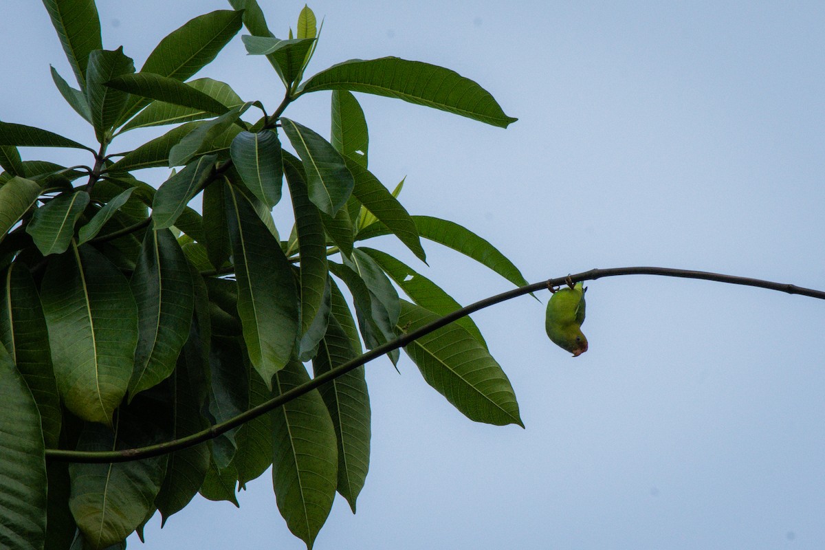 Sri Lanka Hanging-Parrot - Dasun Wasala