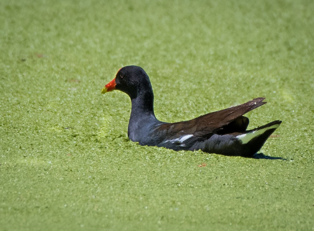 Common Gallinule - ML160601151