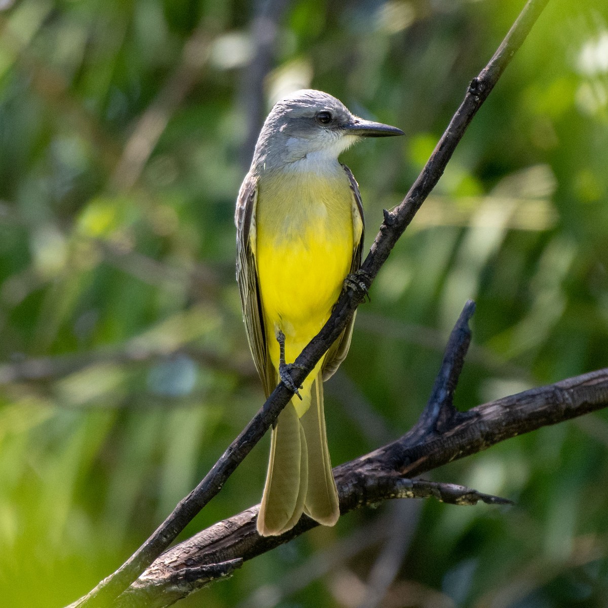 Tropical Kingbird - ML160601291