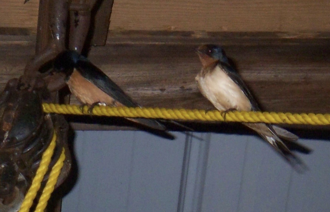 Barn Swallow - ML160602121