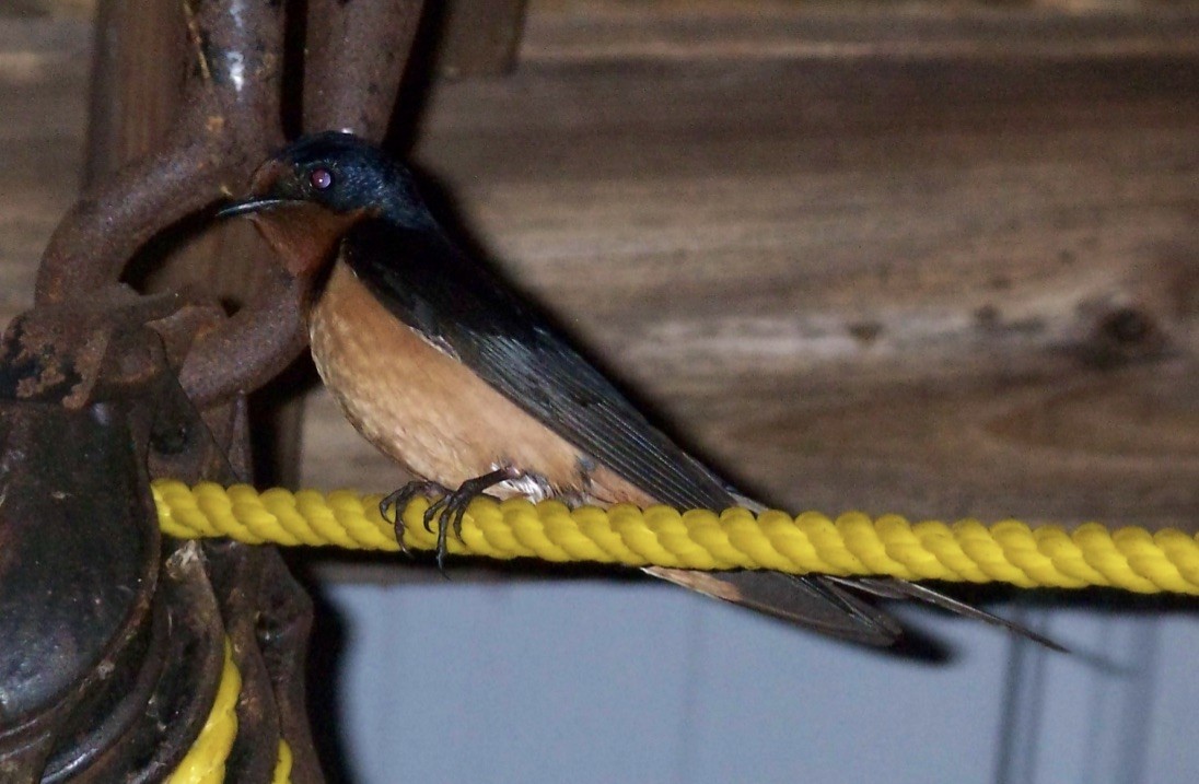 Barn Swallow - ML160602271