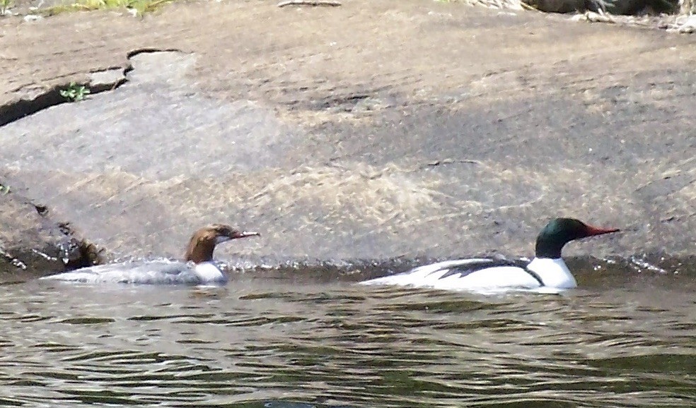 Common Merganser - ML160602531