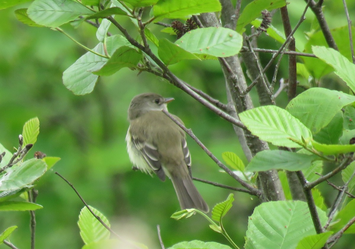 Willow Flycatcher - ML160602631