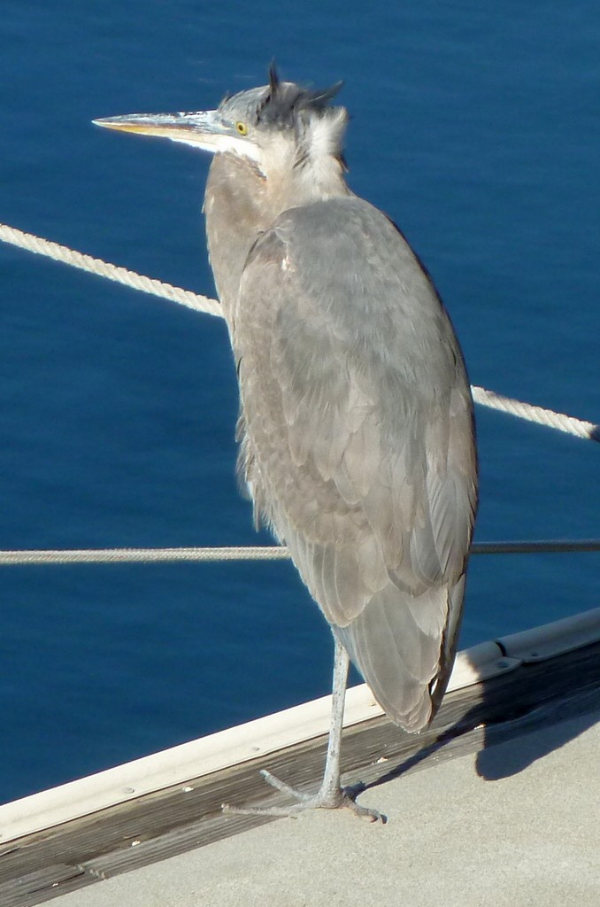 Great Blue Heron (Great Blue) - ML160602771