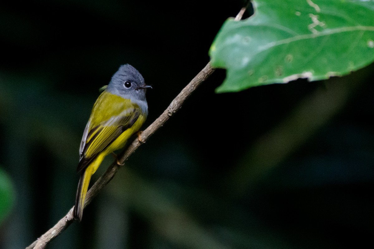 Gray-headed Canary-Flycatcher - Dasun Wasala