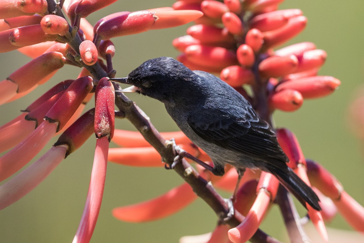 Slaty Flowerpiercer - Stefan Hirsch