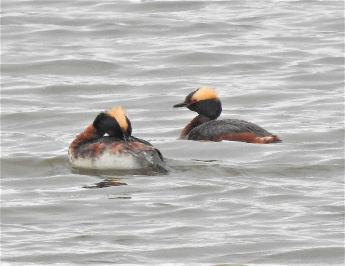 Horned Grebe - ML160604261