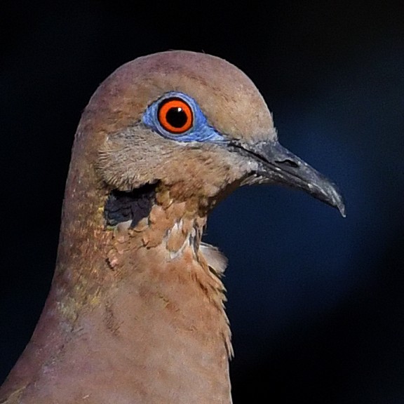 White-winged Dove - Anne Johnson