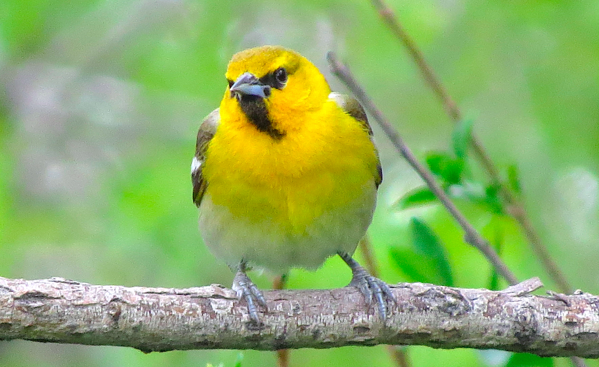 Bullock's Oriole - ML160604651