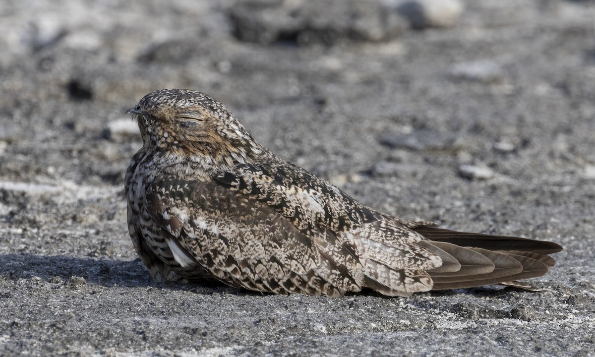 Antillean Nighthawk - ML160605621