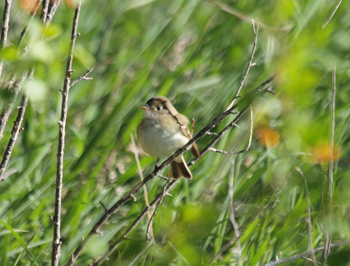 Least Flycatcher - Bill Schreitz