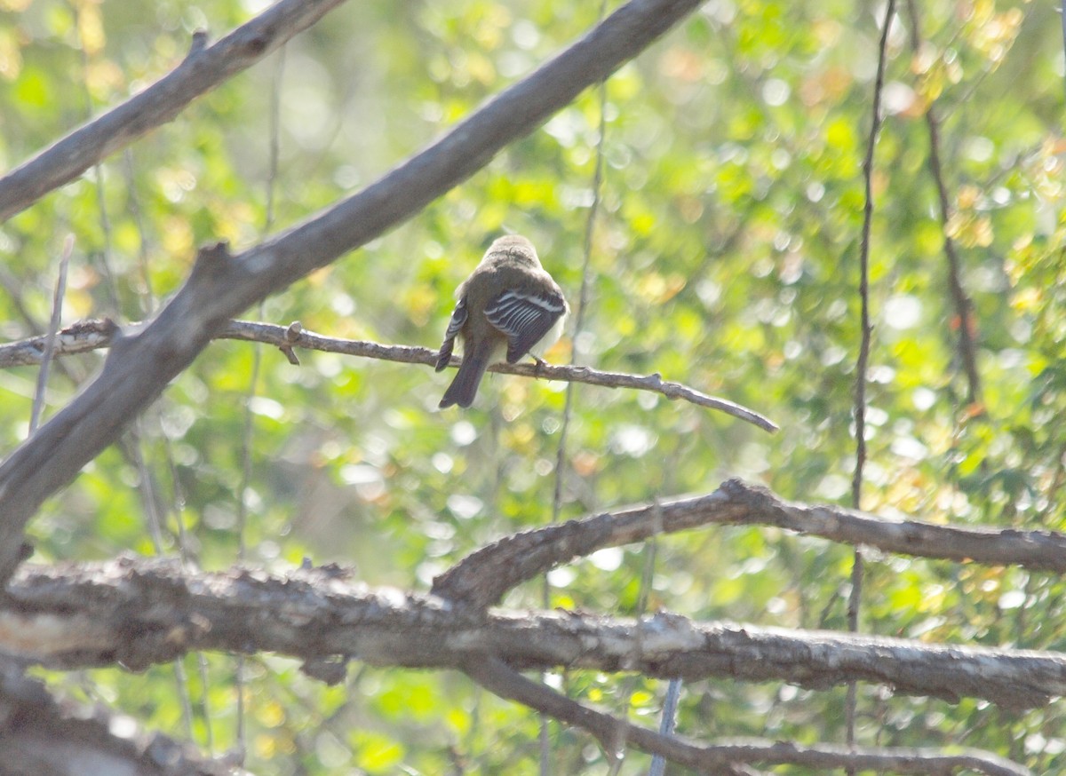 Least Flycatcher - Bill Schreitz