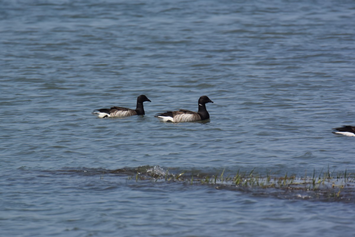 Brant - ML160607331