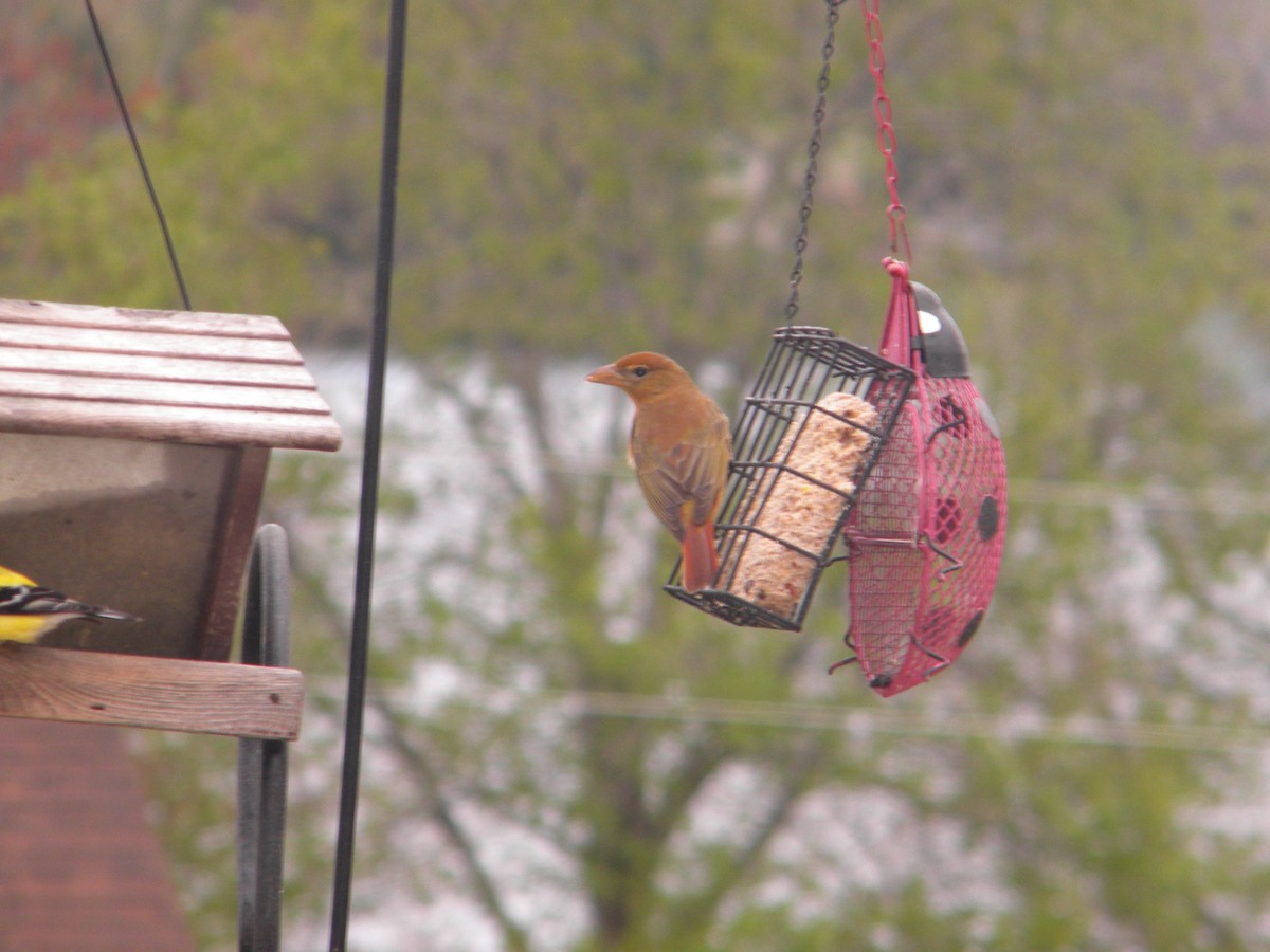 Summer Tanager - ML160607711