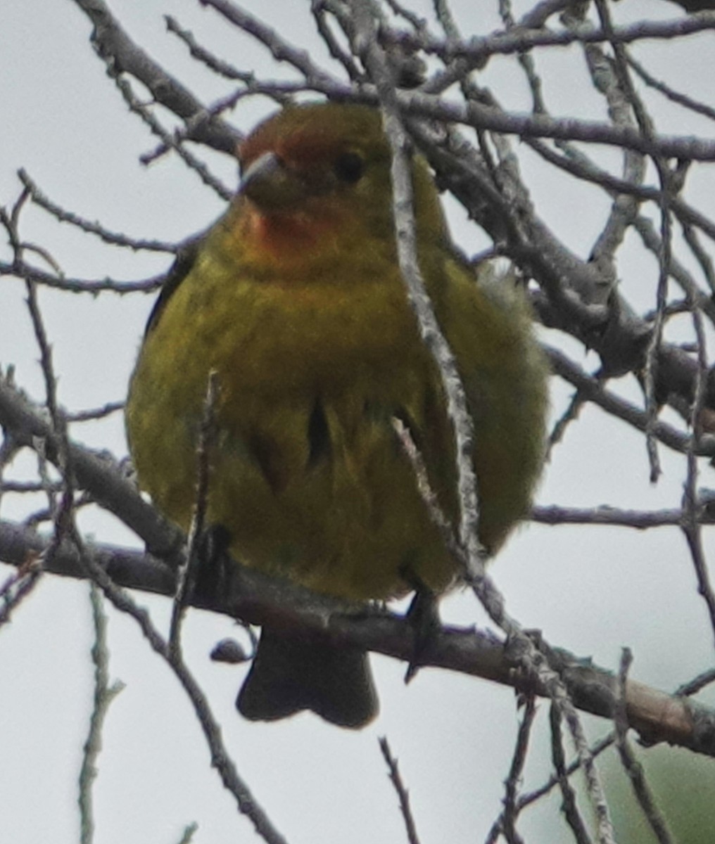 Western Tanager - ML160608031