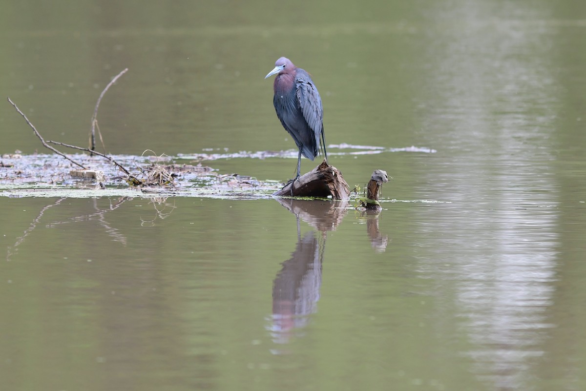 Little Blue Heron - Steve Kruse