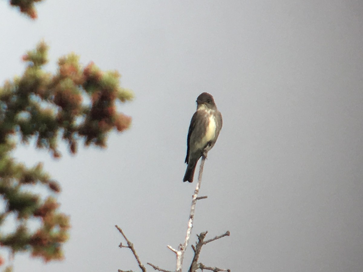 Olive-sided Flycatcher - Cameron Eckert