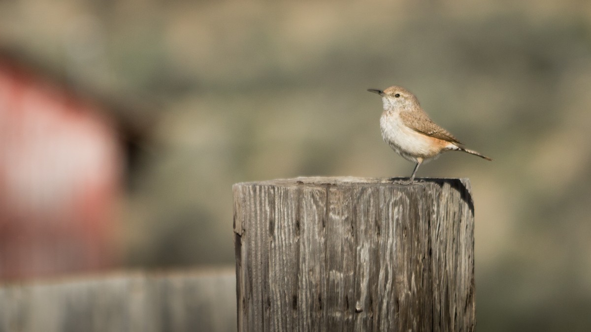 Rock Wren - ML160610181