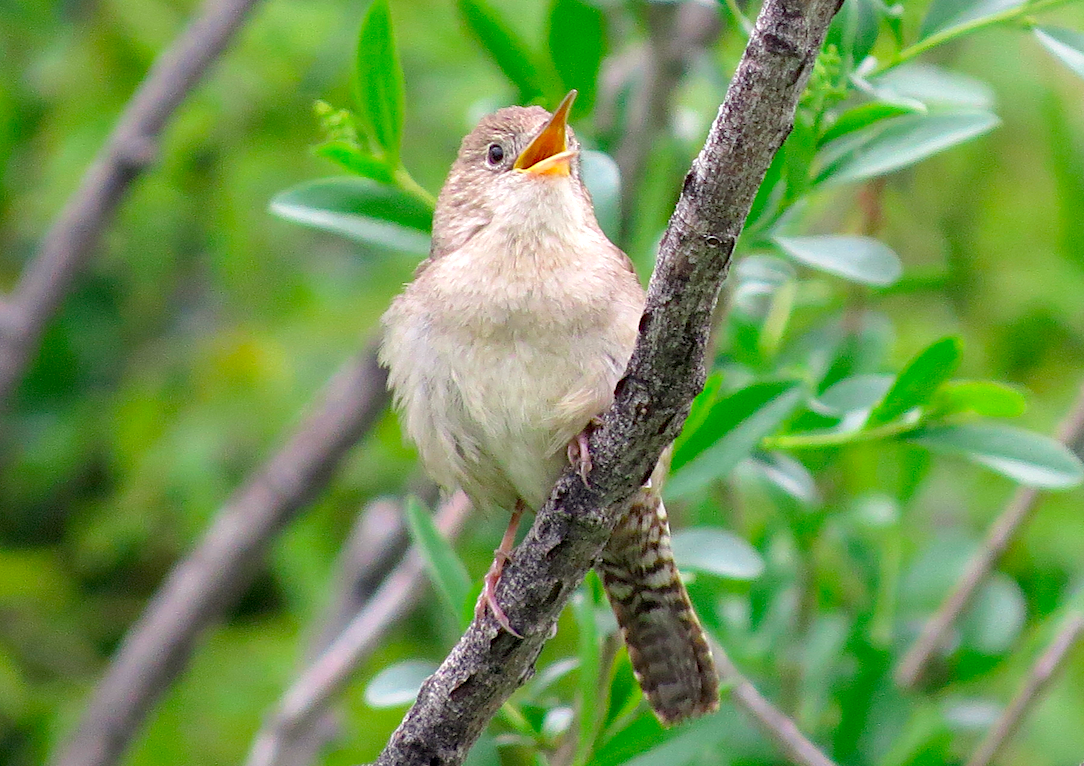 House Wren - ML160610281