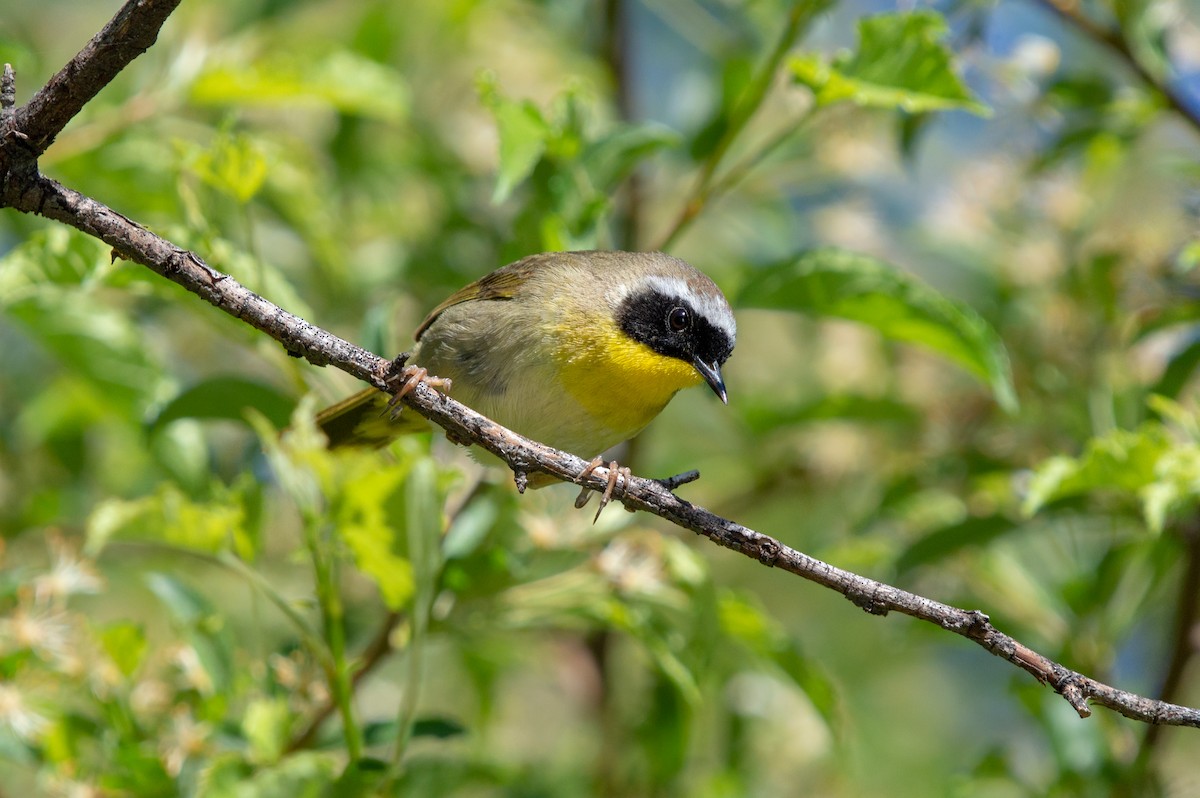 Common Yellowthroat - ML160610901