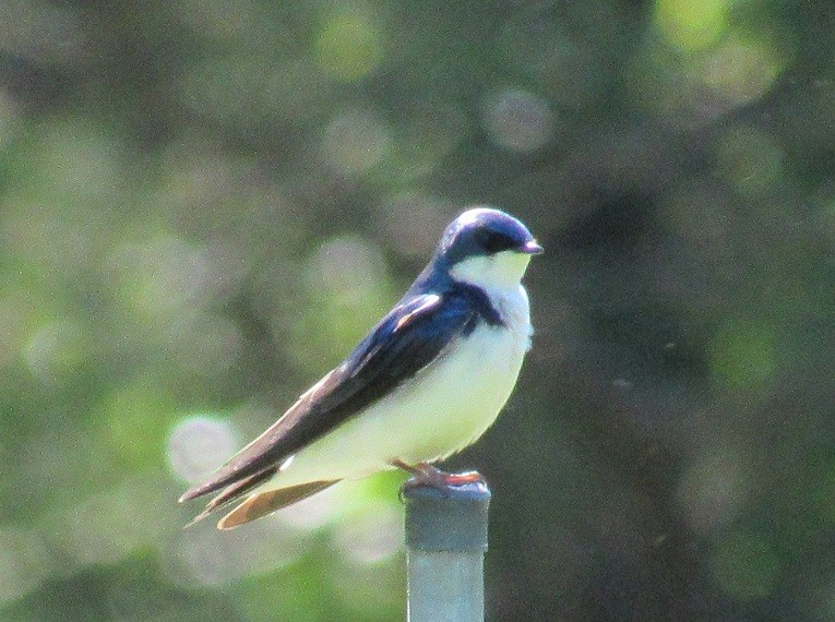 Golondrina Bicolor - ML160611421