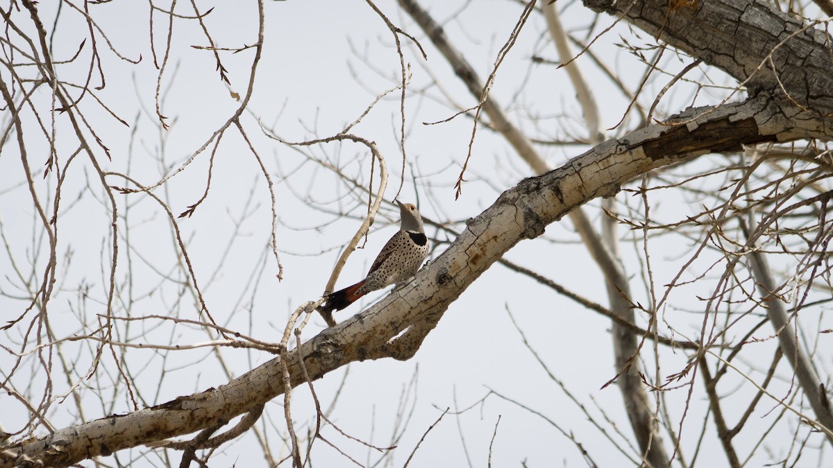 Northern Flicker - ML160611471