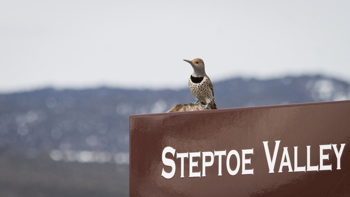 Northern Flicker - ML160611481