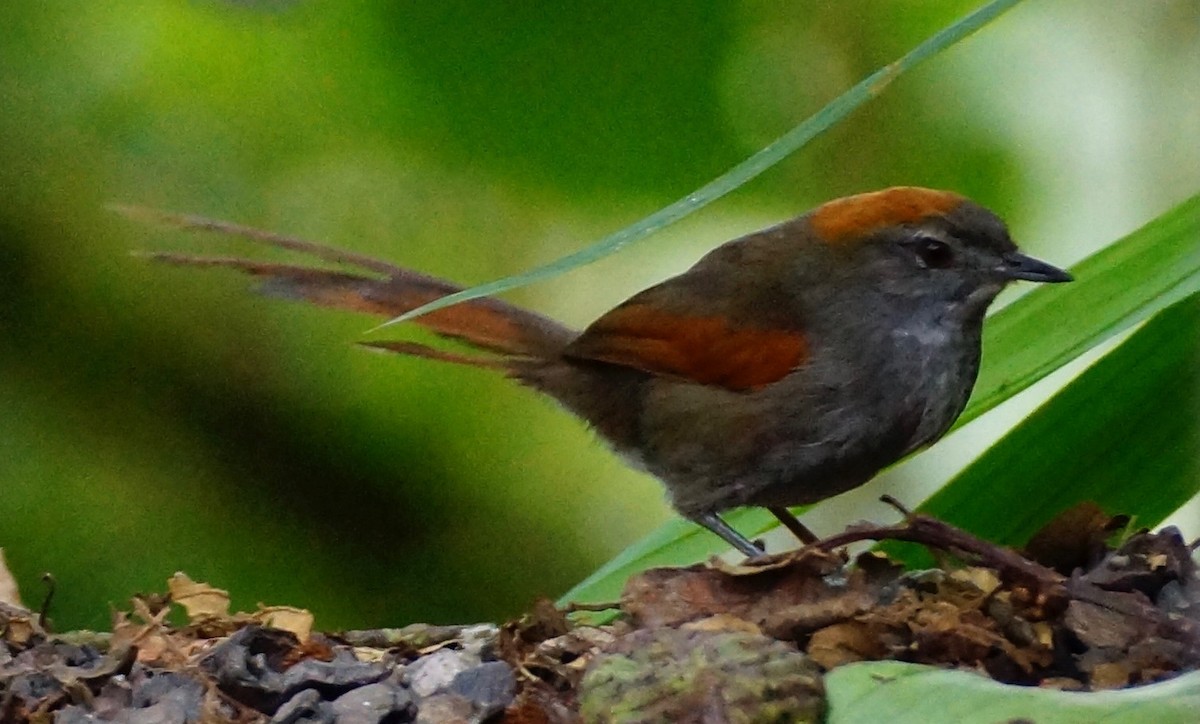 Azara's Spinetail - Steve and Nancy Schecter