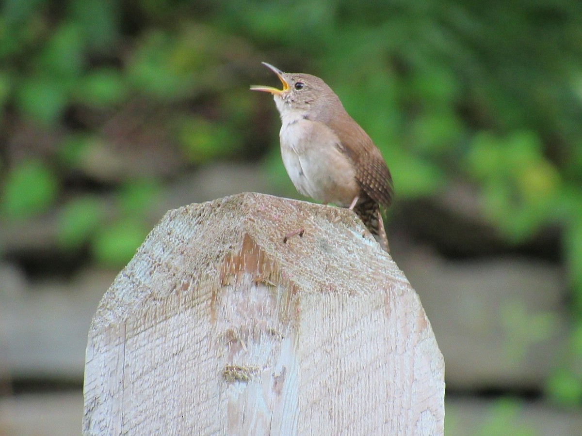 House Wren - ML160611671