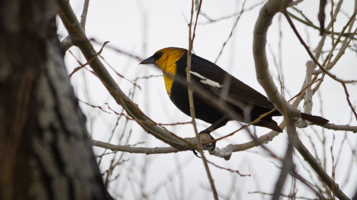 Yellow-headed Blackbird - ML160611801