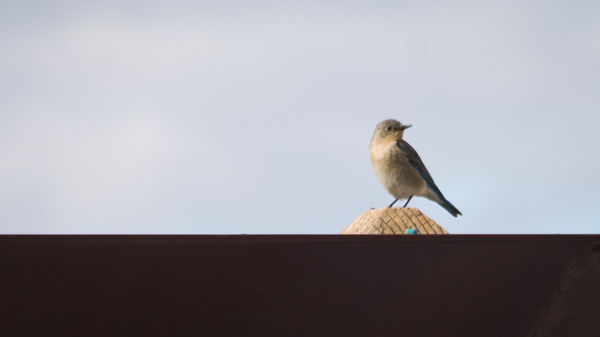 Mountain Bluebird - Atlee Hargis