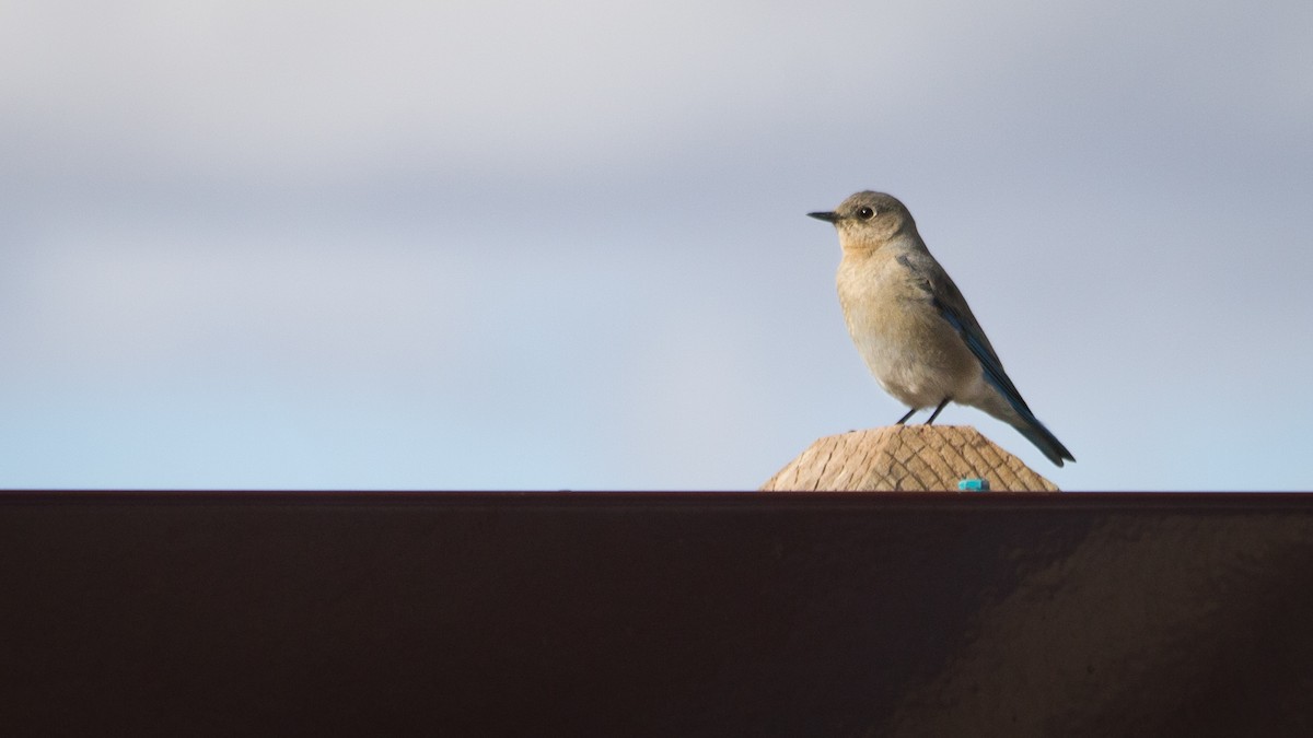 Mountain Bluebird - Atlee Hargis