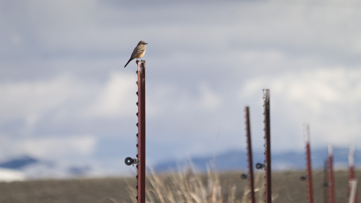 Say's Phoebe - Atlee Hargis